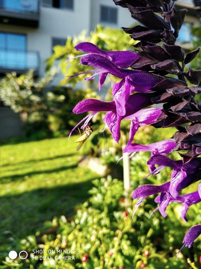Rochas Apart Garden Refuge Funchal  Exterior foto